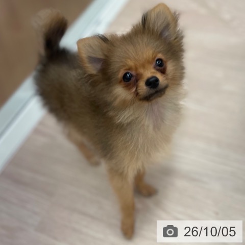 ポメラニアンの写真