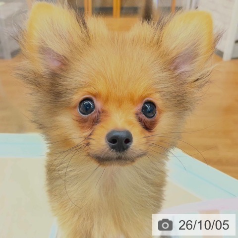 ポメラニアンの写真