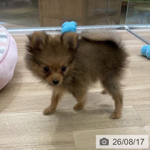 愛知県のポメラニアン (ペットプラス mozoワンダーシティ店/2026年6月7日生まれ/男の子/オレンジ)の子犬の3枚目の画像