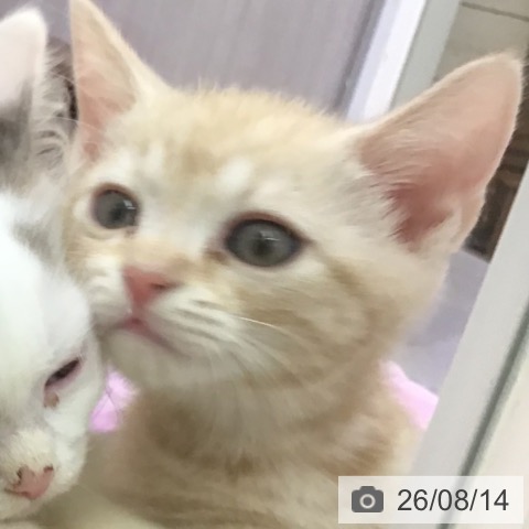 三重県のアメリカンショートヘアー (ペットプラス 津南店/2026年6月7日生まれ/男の子/カメオタビー)の子猫の3枚目の画像