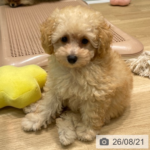 愛知県のトイプードル(トイ) (ペットプラス 則武新町店/2026年6月6日生まれ/女の子/アプリコット)の子犬の4枚目の画像