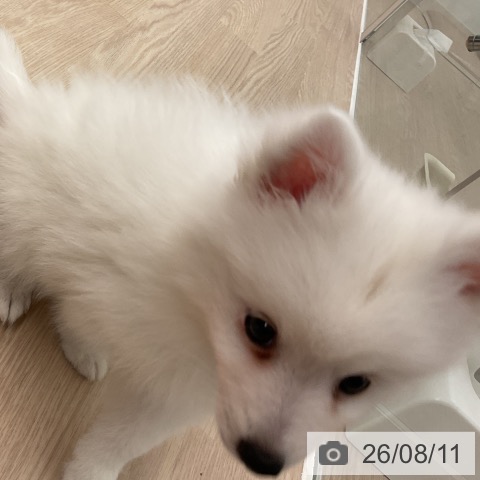 日本スピッツの写真