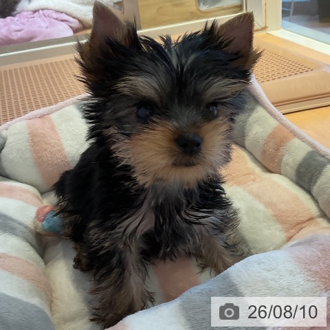 三重県のヨークシャーテリア (ペットプラス 東員店/2026年6月7日生まれ/女の子/スチールブルータン)の子犬の3枚目の画像