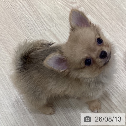 愛知県のチワワ(ロング) (ペットプラス イオンモール長久手店/2026年6月5日生まれ/男の子/フォーン)の子犬の3枚目の画像