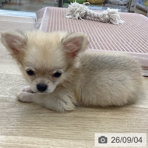 愛知県のチワワ(ロング) (ペットプラス みなと店/2026年6月5日生まれ/男の子/フォーン)の子犬の4枚目の画像