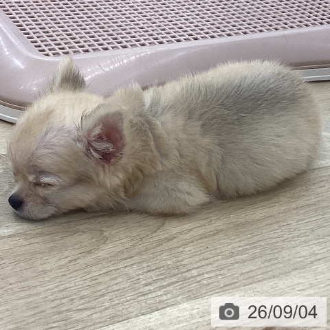 愛知県のチワワ(ロング) (ペットプラス みなと店/2026年6月5日生まれ/男の子/フォーン)の子犬の3枚目の画像