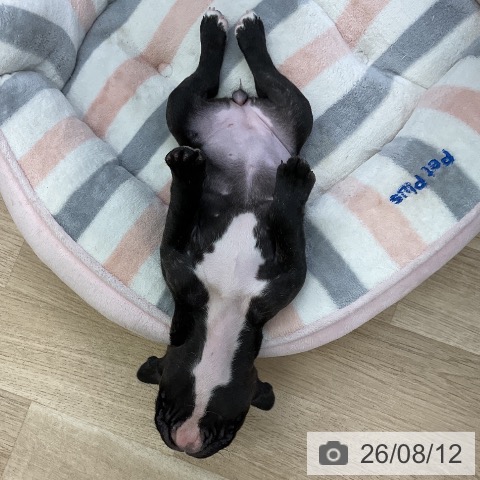 愛知県のフレンチブルドッグ (ペットプラス mozoワンダーシティ店/2026年6月8日生まれ/女の子/ブリンドル)の子犬の4枚目の画像