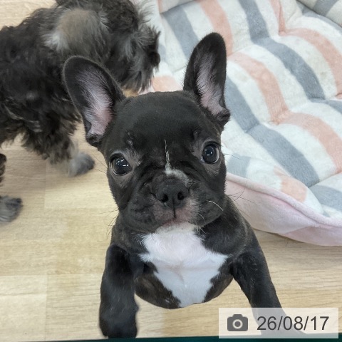 愛知県のフレンチブルドッグ (ペットプラス mozoワンダーシティ店/2026年6月8日生まれ/女の子/ブリンドル)の子犬の3枚目の画像