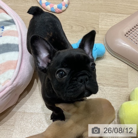 三重県のフレンチブルドッグ (ペットプラス 鈴鹿店/2026年6月8日生まれ/女の子/ブリンドル)の子犬の4枚目の画像