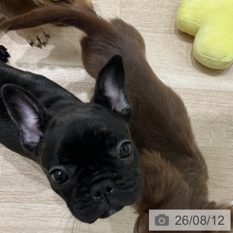 三重県のフレンチブルドッグ (ペットプラス 鈴鹿店/2026年6月8日生まれ/女の子/ブリンドル)の子犬の3枚目の画像