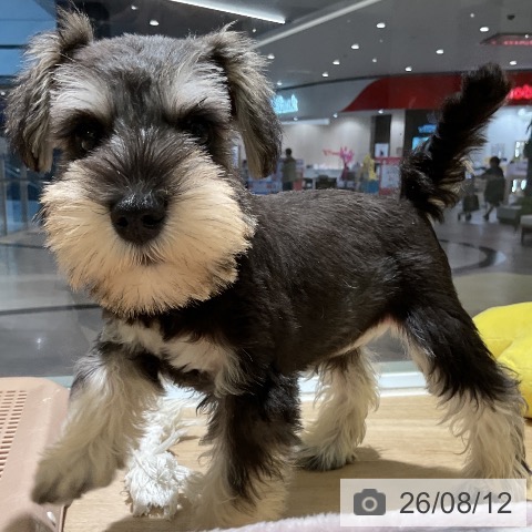 愛知県のミニチュアシュナウザー (ペットプラス イオンモール豊川店/2026年6月7日生まれ/女の子/ソルトペッパー)の子犬の4枚目の画像