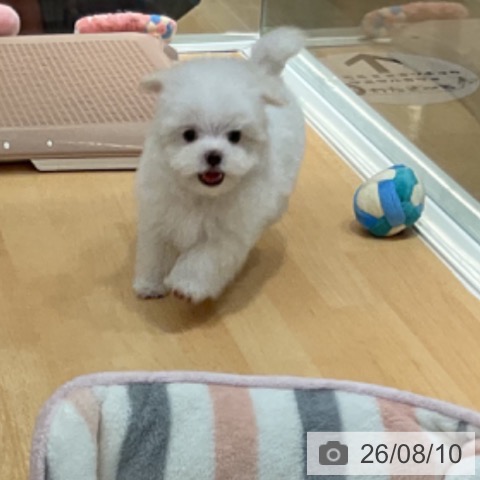 マルチーズの写真