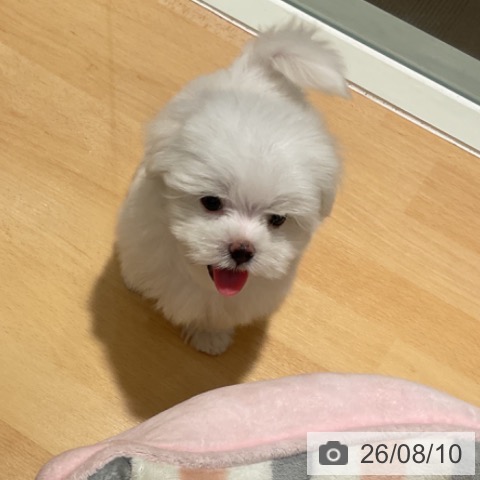 マルチーズの写真