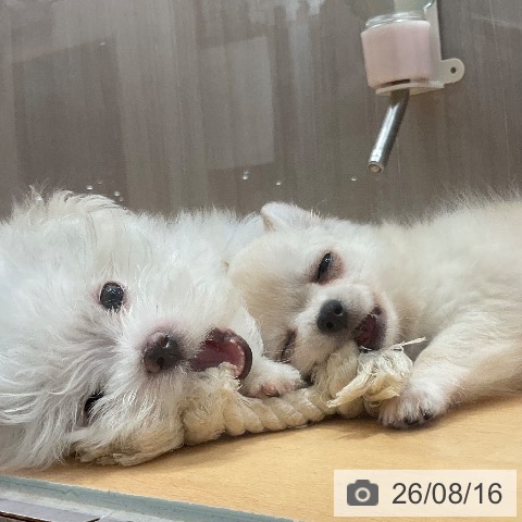 石川県のマルチーズ (ペットプラス 新小松店/2026年6月9日生まれ/男の子/ホワイト)の子犬の4枚目の画像