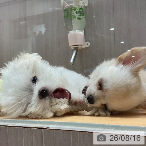 石川県のマルチーズ (ペットプラス 新小松店/2026年6月9日生まれ/男の子/ホワイト)の子犬の3枚目の画像