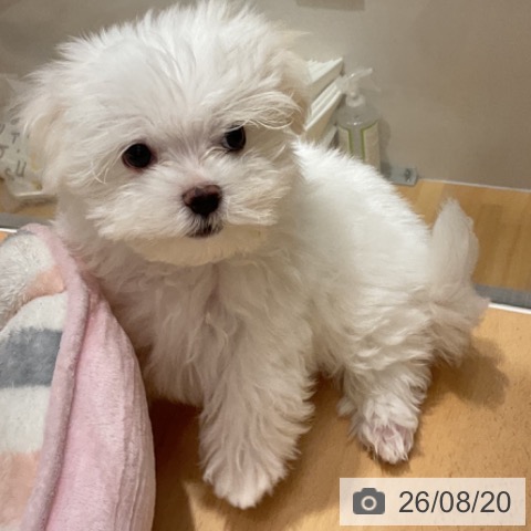 石川県のマルチーズ (ペットプラス 新小松店/2026年6月9日生まれ/男の子/ホワイト)の子犬の3枚目の画像