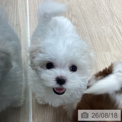 石川県のマルチーズ (ペットプラス 白山店/2026年6月9日生まれ/男の子/ホワイト)の子犬の3枚目の画像