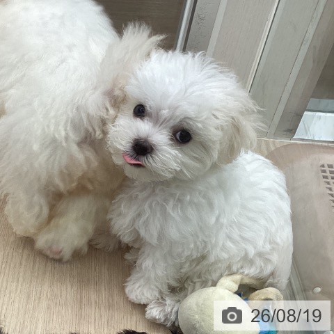 石川県のマルチーズ (ペットプラス 白山店/2026年6月9日生まれ/男の子/ホワイト)の子犬の3枚目の画像
