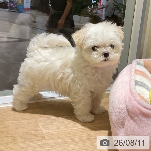 愛知県のマルチーズ (ペットプラス イオンモール豊川店/2026年6月9日生まれ/男の子/ホワイト)の子犬の3枚目の画像