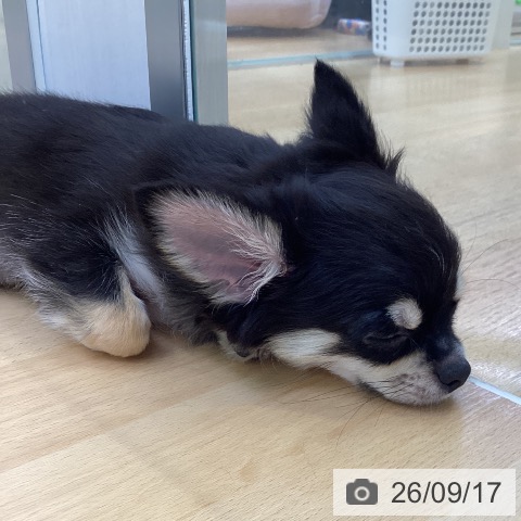 チワワの写真