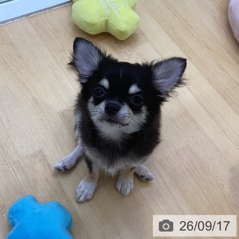 チワワの写真