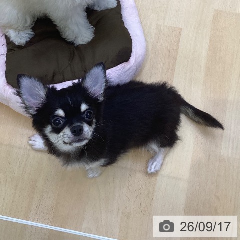 チワワの写真