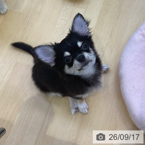 チワワの写真
