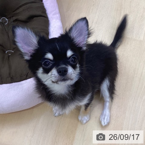チワワの写真