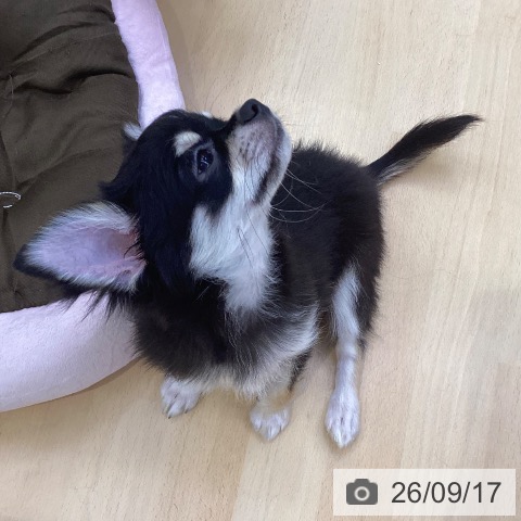 チワワの写真