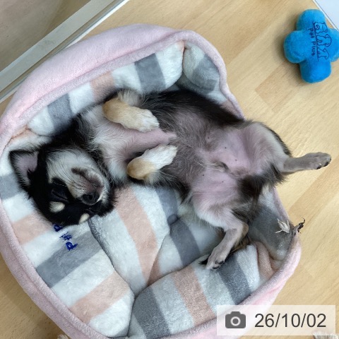 チワワの写真