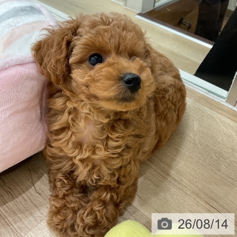 愛知県のトイプードル(トイ) (ペットプラス 熱田店/2026年6月10日生まれ/女の子/レッド)の子犬の4枚目の画像