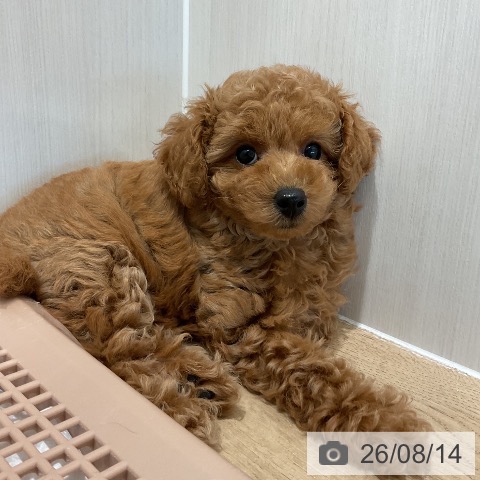 愛知県のトイプードル(トイ) (ペットプラス 熱田店/2026年6月10日生まれ/女の子/レッド)の子犬の3枚目の画像