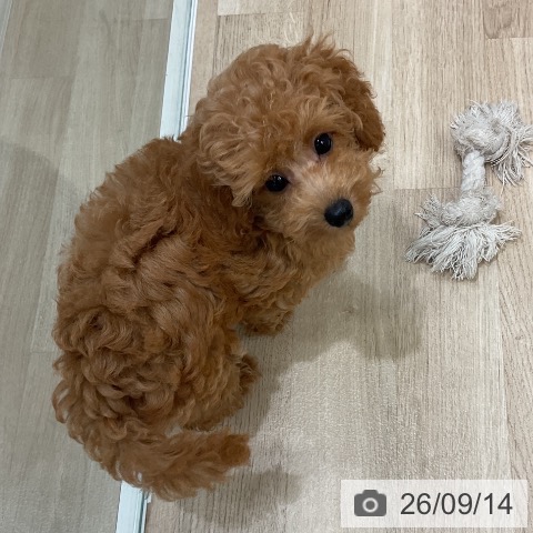 愛知県のトイプードル(トイ) (ペッツワン 東海店/2026年6月10日生まれ/女の子/レッド)の子犬の3枚目の画像
