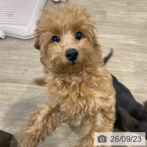 愛知県のトイプードル(トイ) (ペッツワン 東海店/2026年6月10日生まれ/女の子/レッド)の子犬の3枚目の画像