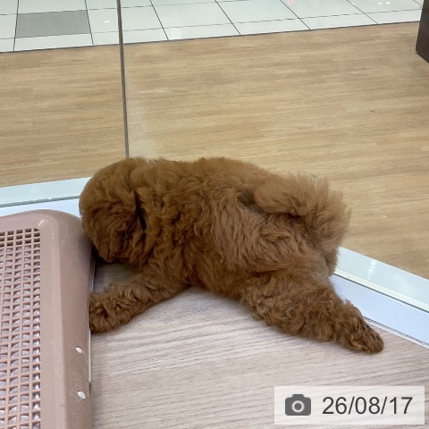愛知県のトイプードル(トイ) (ペットプラス ナゴヤドーム前店/2026年6月9日生まれ/女の子/アプリコット)の子犬の4枚目の画像