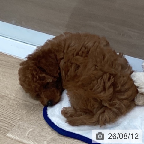 愛知県のトイプードル(トイ) (ペットプラス 東浦店/2026年6月10日生まれ/女の子/レッド)の子犬の4枚目の画像