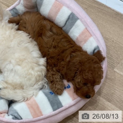 愛知県のトイプードル(トイ) (ペットプラス 東浦店/2026年6月10日生まれ/女の子/レッド)の子犬の3枚目の画像