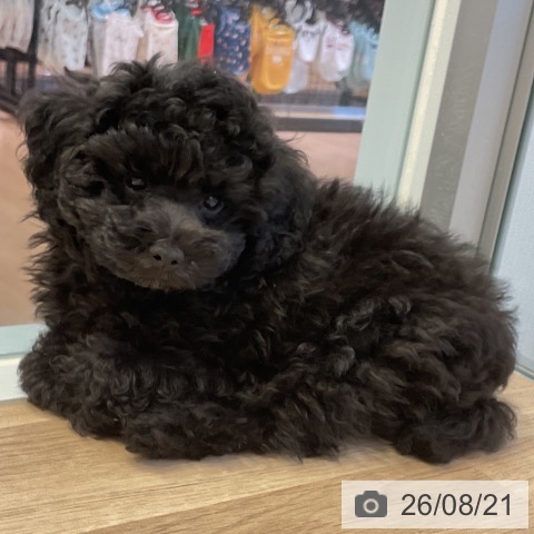 愛知県のトイプードル(トイ) (ペットプラス 岡崎店/2026年6月9日生まれ/男の子/ブラック)の子犬の4枚目の画像