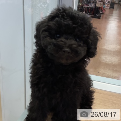 愛知県のトイプードル(トイ) (ペットプラス 岡崎店/2026年6月9日生まれ/男の子/ブラック)の子犬の3枚目の画像