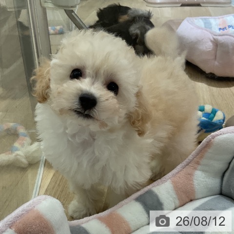 愛知県のトイプードル(トイ) (ペットプラス イオンモール豊川店/2026年6月9日生まれ/女の子/クリーム)の子犬の3枚目の画像