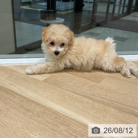 三重県のトイプードル(トイ) (ペットプラス 鈴鹿店/2026年6月9日生まれ/女の子/クリーム)の子犬の4枚目の画像