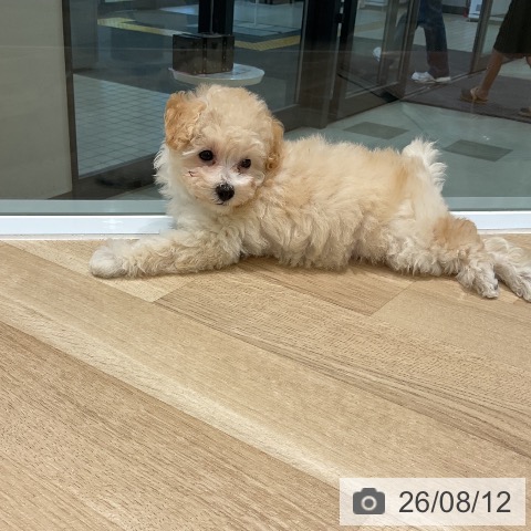 三重県のトイプードル(トイ) (ペットプラス 鈴鹿店/2026年6月9日生まれ/女の子/クリーム)の子犬の3枚目の画像