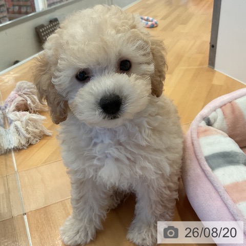 三重県のトイプードル(トイ) (ペットプラス 東員店/2026年6月10日生まれ/男の子/アプリコット)の子犬の3枚目の画像