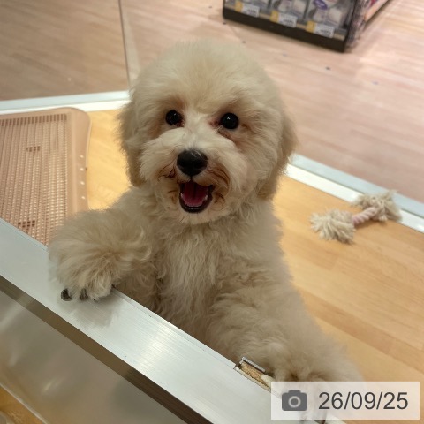 三重県のトイプードル(トイ) (ペットプラス 東員店/2026年6月7日生まれ/男の子/クリーム)の子犬の4枚目の画像