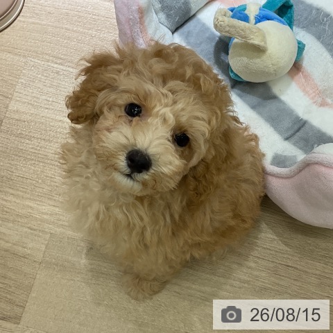 愛知県のトイプードル(トイ) (ペットプラス イオンモール豊川店/2026年6月7日生まれ/男の子/アプリコット)の子犬の3枚目の画像