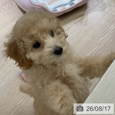 富山県のトイプードル(トイ) (ペットプラス 高岡店/2026年6月7日生まれ/女の子/アプリコット)の子犬の4枚目の画像