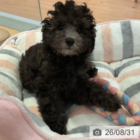 愛知県のトイプードル(トイ) (ペットプラス 東浦店/2026年6月7日生まれ/女の子/シルバー)の子犬の4枚目の画像