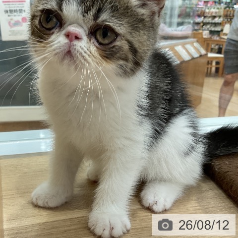エキゾチックの写真
