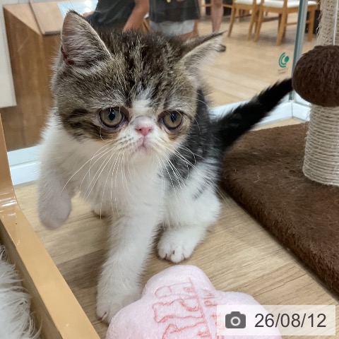 エキゾチックの写真