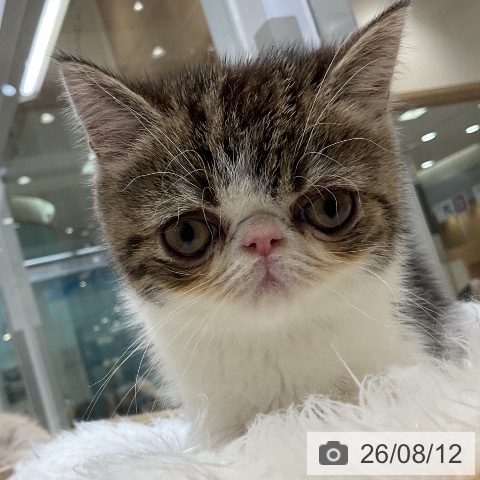 エキゾチックの写真